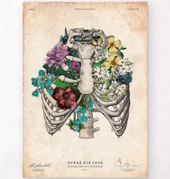 Affiche cage thoracique - Couleur