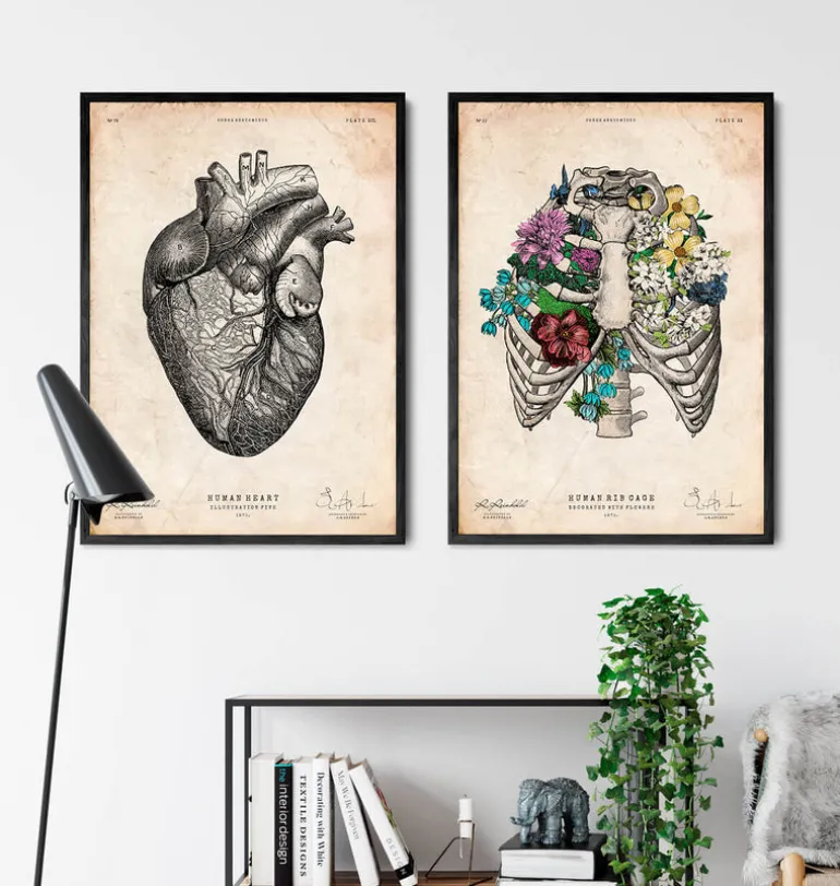 Affiche cage thoracique - Couleur