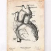 Affiche d'anatomie cardiaque II