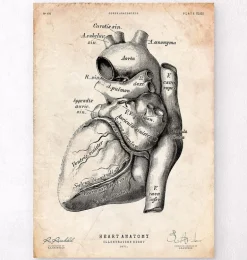 Affiche d'anatomie cardiaque