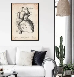 Affiche d'anatomie cardiaque II