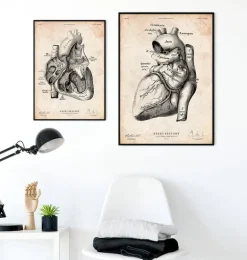 Affiche d'anatomie cardiaque