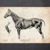 Affiche d'anatomie de cheval III