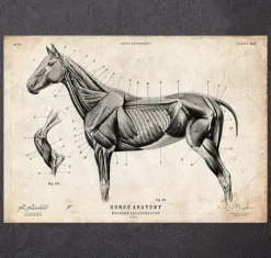 Affiche d'anatomie de cheval III