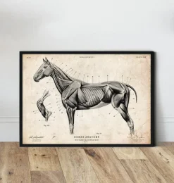 Affiche d'anatomie de cheval III