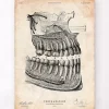Affiche d'anatomie dentaire