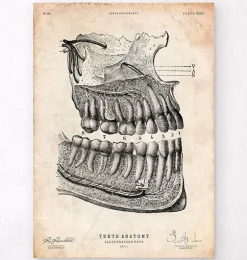 Affiche d'anatomie dentaire