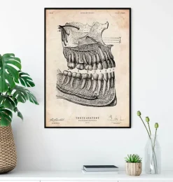 Affiche d'anatomie dentaire