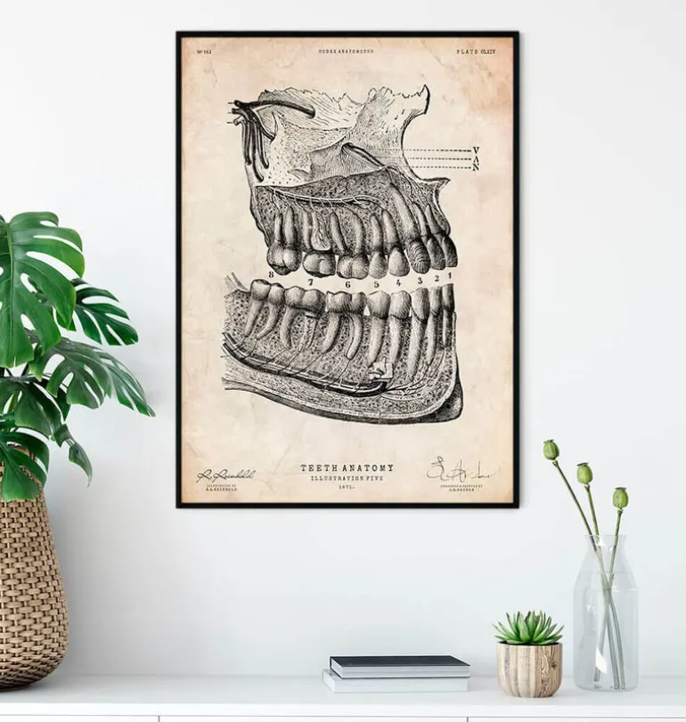 Affiche d'anatomie dentaire