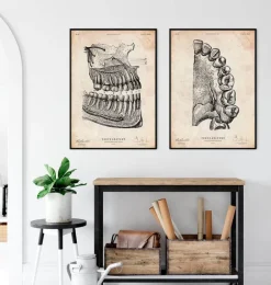 Affiche d'anatomie dentaire