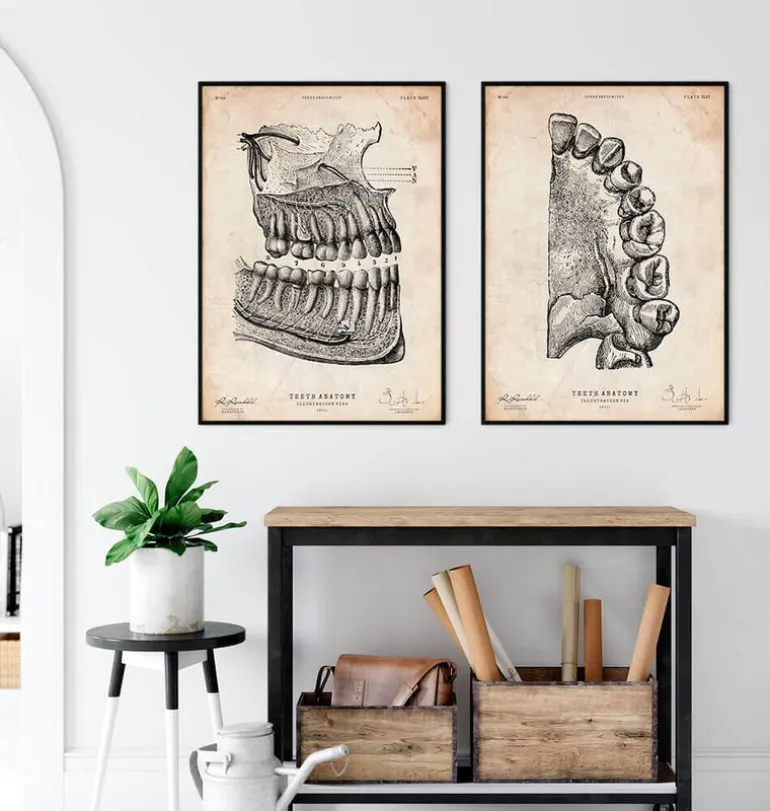 Affiche d'anatomie dentaire