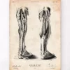 Affiche d'anatomie des jambes