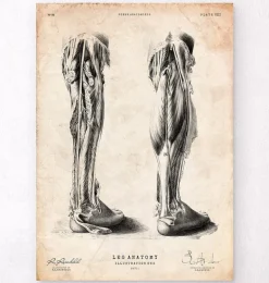 Affiche d'anatomie des jambes