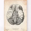 Affiche d'anatomie des parties du cerveau III