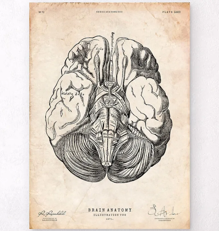 Affiche d'anatomie des parties du cerveau III
