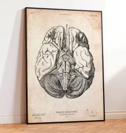 Affiche d'anatomie des parties du cerveau III