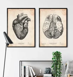 Affiche d'anatomie des parties du cerveau III