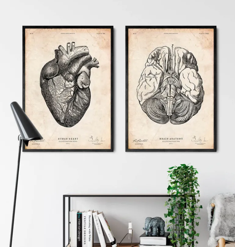 Affiche d'anatomie des parties du cerveau III