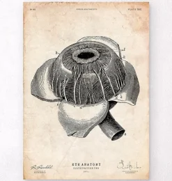 Affiche d'anatomie des yeux