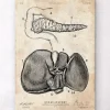 Affiche d'anatomie du pancréas et du foie