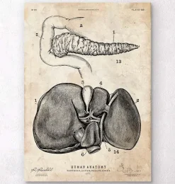 Affiche d'anatomie du pancréas et du foie