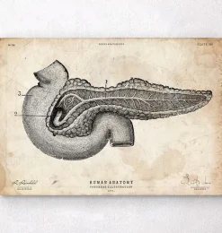 Affiche d'anatomie du pancréas
