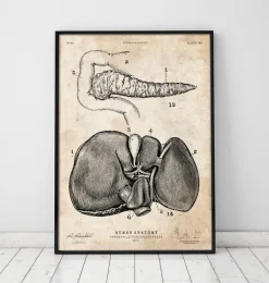 Affiche d'anatomie du pancréas et du foie