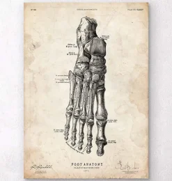Affiche d'anatomie du pied II