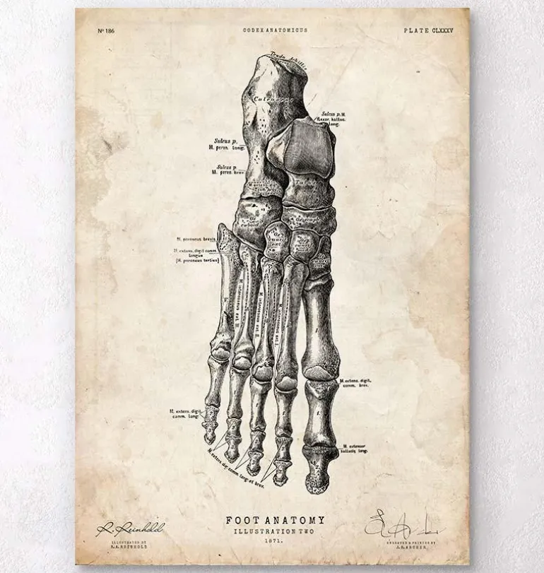 Affiche d'anatomie du pied II
