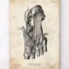 Affiche d'anatomie du pied