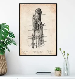 Affiche d'anatomie du pied IV