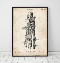 Affiche d'anatomie du pied II