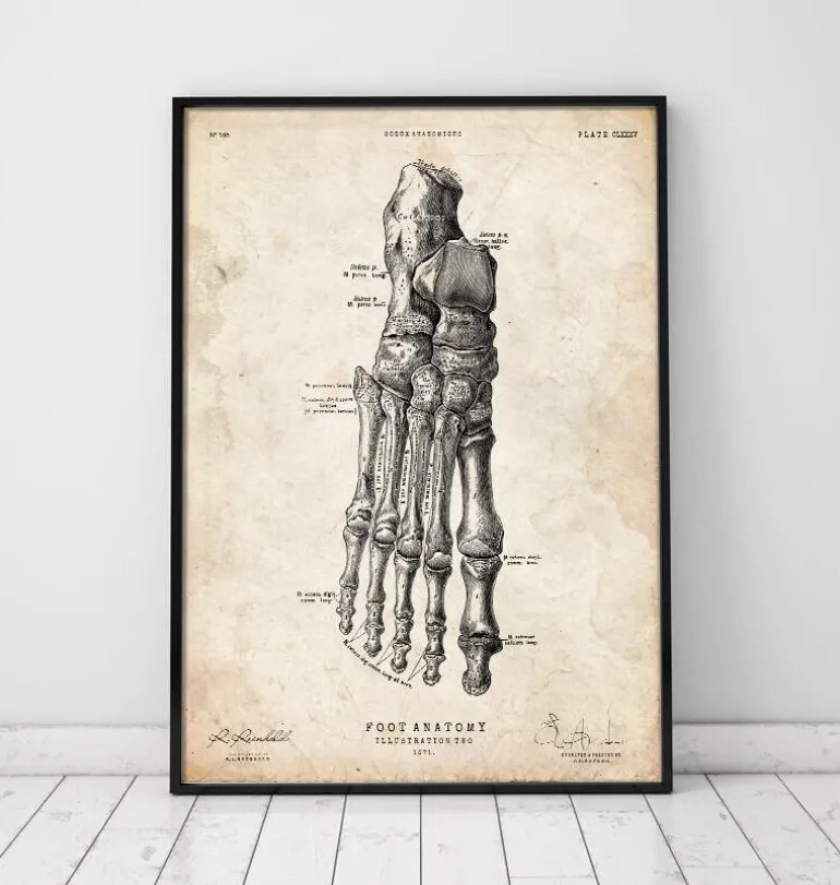 Affiche d'anatomie du pied II