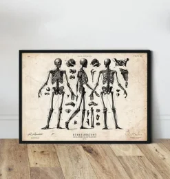 Affiche de squelette humain II