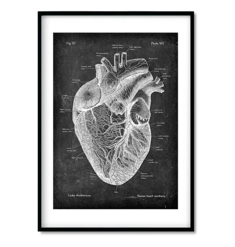 Anatomie cardiaque - Chalkboard - Lot de 3