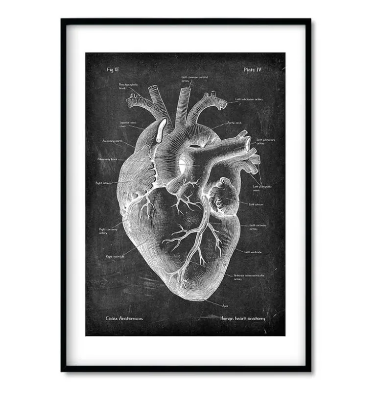 Anatomie cardiaque - Chalkboard - Lot de 3