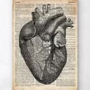 Anatomie cardiaque - Dictionnaire