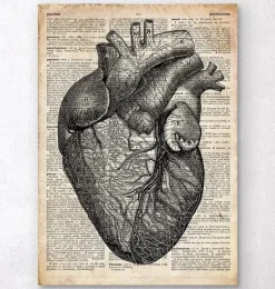 Anatomie cardiaque - Dictionnaire