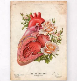 Anatomie cardiaque - Floral - Vieux papiers
