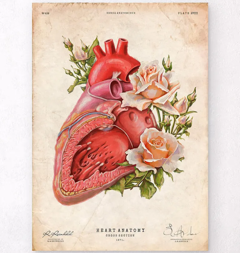 Anatomie cardiaque - Floral - Vieux papiers