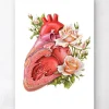 Anatomie cardiaque - Floral - Blanc