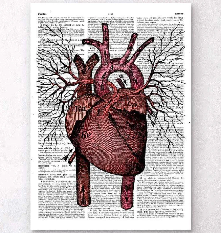 Anatomie cardiaque - Page du dictionnaire