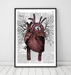 Anatomie cardiaque - Page du dictionnaire
