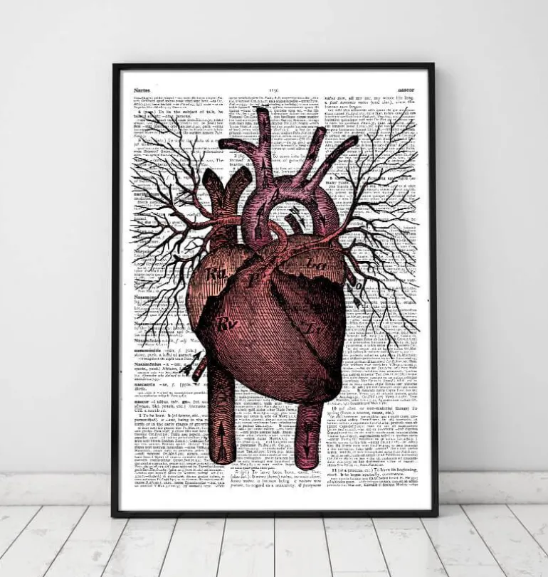 Anatomie cardiaque - Page du dictionnaire