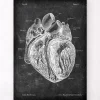 Anatomie cardiaque disséquée - Chalkboard