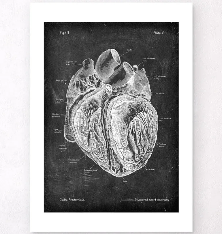Anatomie cardiaque disséquée - Chalkboard