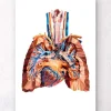 Anatomie cardiaque et pulmonaire III