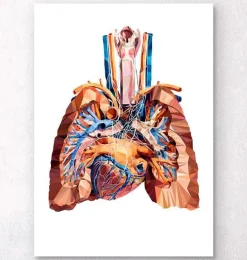 Anatomie cardiaque et pulmonaire III