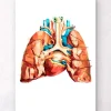 Anatomie cardiaque et pulmonaire