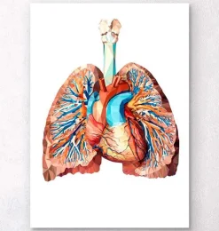 Anatomie cardiaque et pulmonaire II